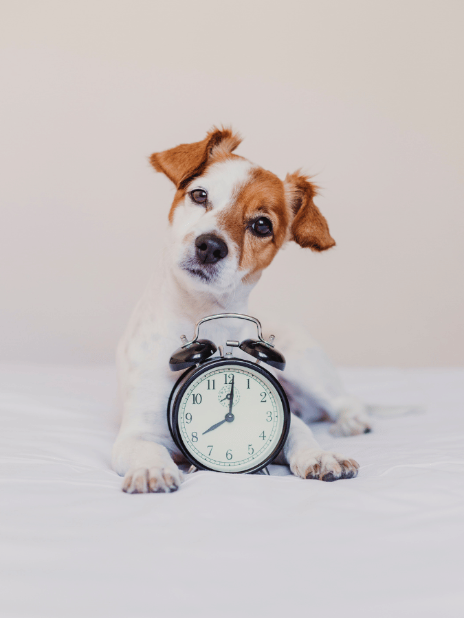 Pet Accessories